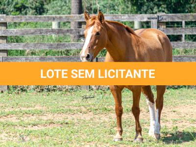 LOTE 017 - VIRUTA 3236 DA TRADIÇÃO