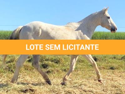 LOTE 010 - CHIQUINHA PISTOL (2x1)