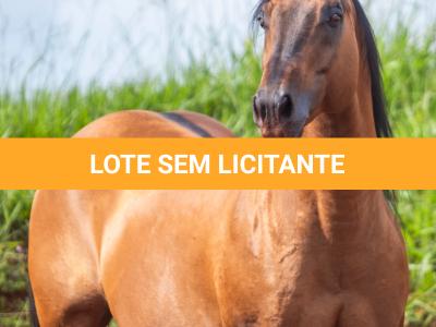 LOTE 010 - CHIQUINHA PISTOL (2x1)