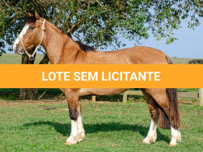 LOTE 012 - BUENACHO DO RINCÃO DO SINUELO