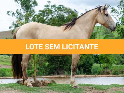LOTE 005 - DANSARINA DO NORTE VELHO (2x1)