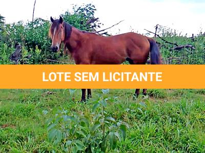 LOTE 019 - CANÁRIO DOS IPÊS