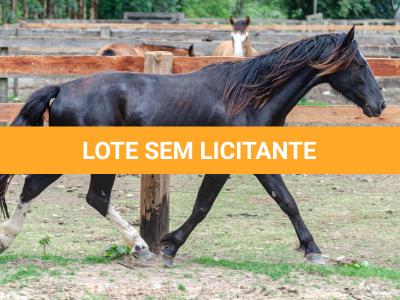 LOTE 019 - CACIQUE ESM DA PPMP