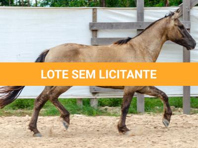 LOTE 011 - ATREVIDO ESM DA PPMP