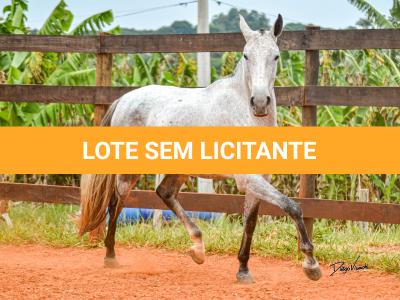 LOTE 017 - BETANIA DA NOVA TRADIÇÃO