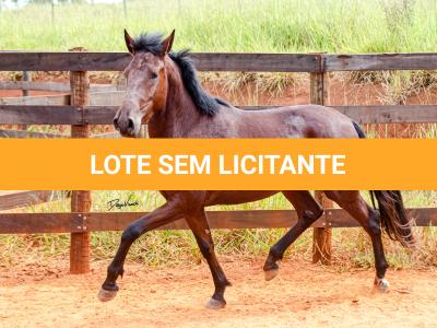 LOTE 016 - BADOKE DA NOVA TRADIÇÃO