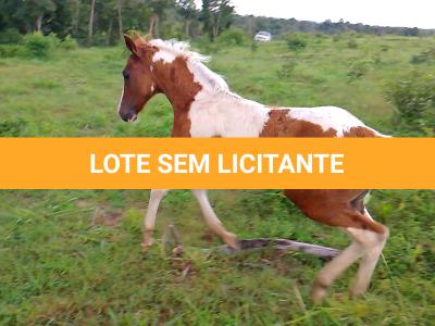 LOTE 018 - NIKO