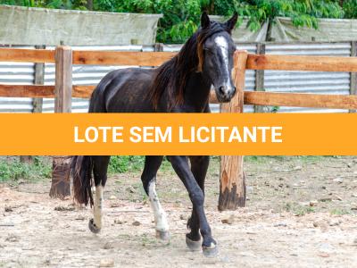 LOTE 019 - CACIQUE ESM DA PPMP