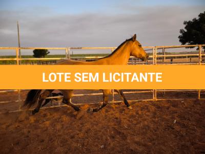 LOTE 004 - DAKOTA BARS LADY