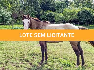 LOTE 010 - PRINCES MEL