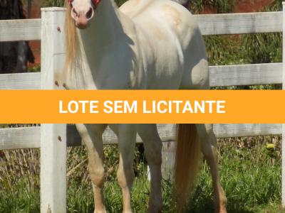 LOTE 023 - STYLISH DUN IT