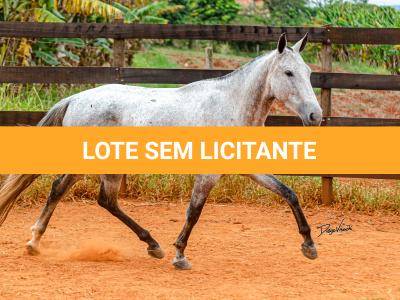 LOTE 017 - BETANIA DA NOVA TRADIÇÃO