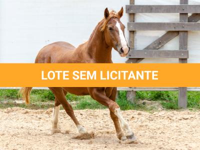 LOTE 018 - FANTASMA ESM DA PPMP