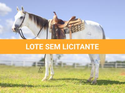 LOTE 006 - MY LADY CAT
