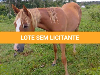 LOTE 017 - CANELA