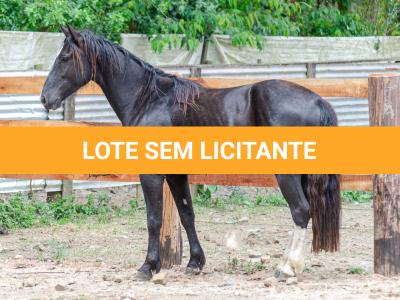 LOTE 019 - CACIQUE ESM DA PPMP