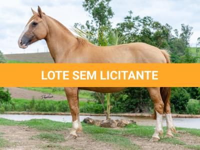 LOTE 004 - CABOCLA DA RENASCENÇA (2x1)