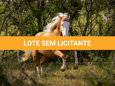 LOTE 021 - DEREK COUNTRY GUN
