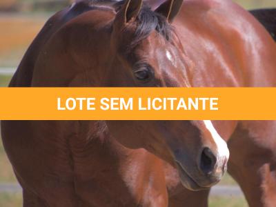 LOTE 014 - EMBRIÃO A EFETIVAR - BENETT DASH BULLION x TWIG LADY AG