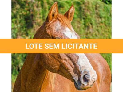 LOTE 014 - EMBRIÃO A EFETIVAR - BENETT DASH BULLION x TWIG LADY AG