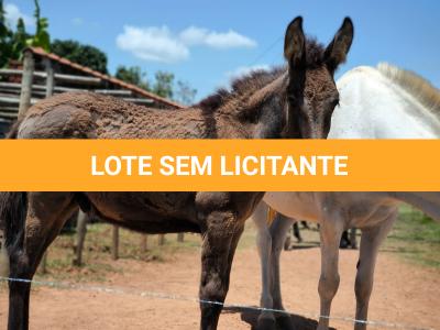LOTE 003 - NOME A ESCOLHER