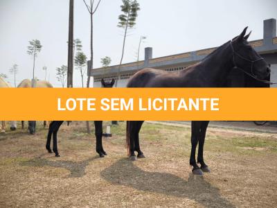 LOTE 012 - REVISTA DA SORTE GRANDE - MN