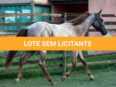 LOTE 009 - PRINCESS JAY KEYS