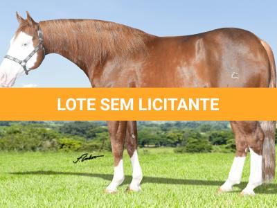 LOTE 008 - WHIZ BOY Z