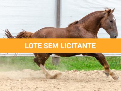 LOTE 017 - ENCANTADOR ESM DA PPMP