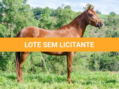 LOTE 018 - KKKK RESGATE DA TRADIÇÃO
