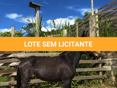 LOTE 008 - CUBANITA DO BANDEIRA