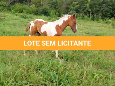 LOTE 018 - NIKO