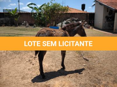 LOTE 003 - NOME A ESCOLHER