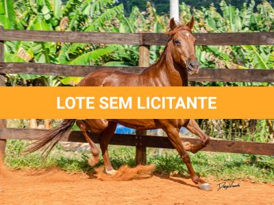 LOTE 018 - KKKK RESGATE DA TRADIÇÃO