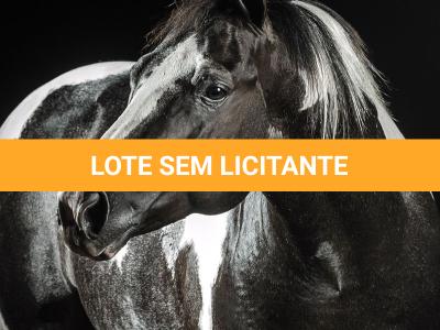 LOTE 004 - BRIGALENA RICOCHET HRM - TE
