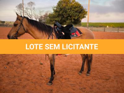 LOTE 004 - DAKOTA BARS LADY