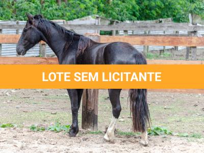 LOTE 019 - CACIQUE ESM DA PPMP