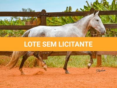 LOTE 017 - BETANIA DA NOVA TRADIÇÃO