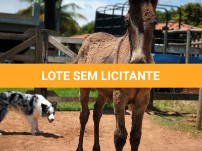 LOTE 003 - NOME A ESCOLHER