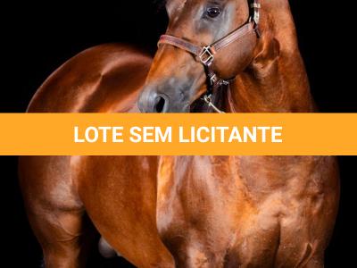 LOTE -100 - TAPOCRAT - Coberturas