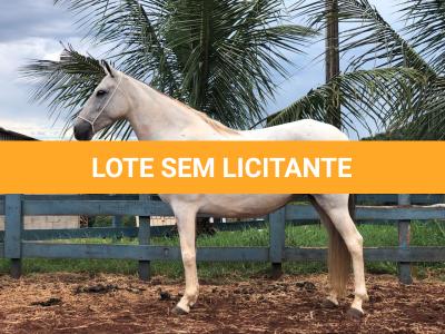 LOTE 019 - XUQUITA DO MARILIZA