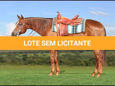 LOTE 021 - DOCTOR SQUIRE