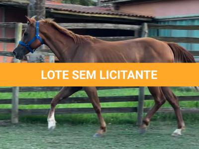 LOTE 008 - DYNA ROOSTER