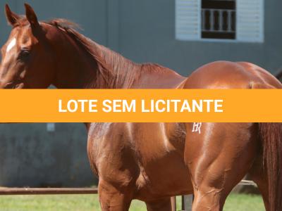 LOTE 015 - GEORGIA STUD HR