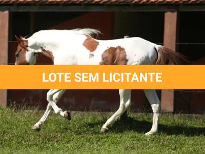 LOTE 017 - LEASE CANNONAZE RS - TE