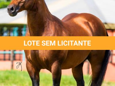 LOTE -100 - TAPOCRAT - Coberturas