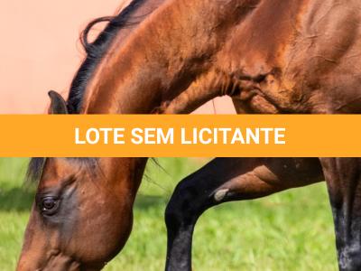 LOTE -100 - TAPOCRAT - Coberturas