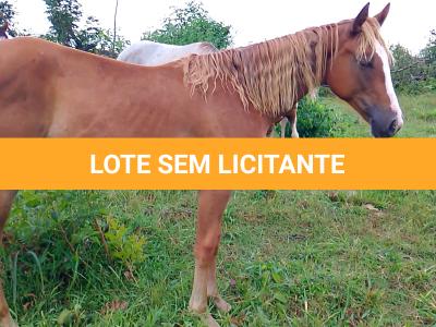 LOTE 017 - CANELA