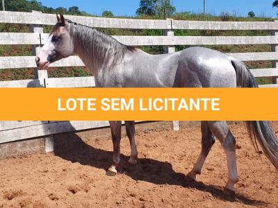 LOTE 022 - PLAY RED GUN GMW