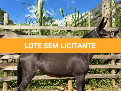 LOTE 008 - CUBANITA DO BANDEIRA